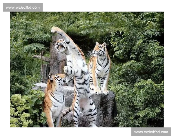 《森林之王竞速赛动物争霸赛即将开赛 谁能夺得最快称号》